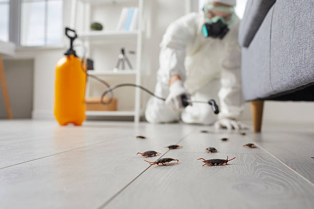 Commercial Kitchen Cockroach Control in Ridgewood